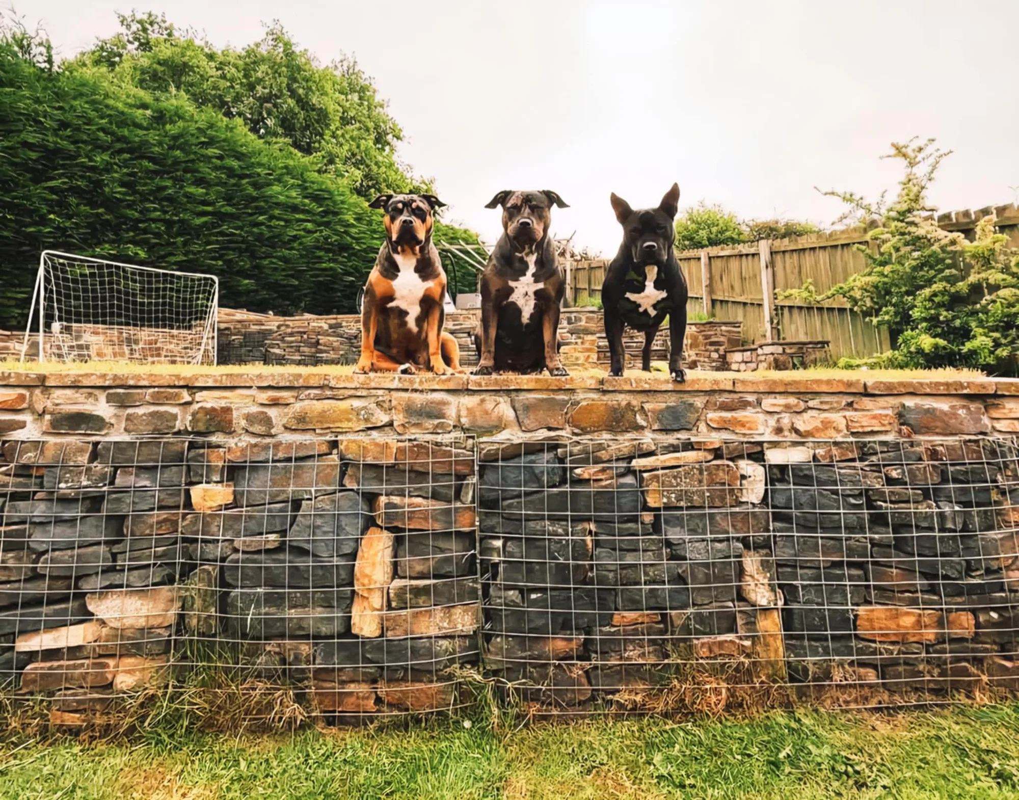 Honest dog-count limits