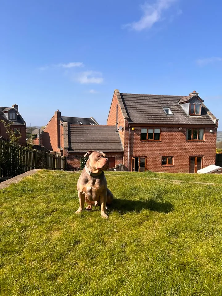 Dog Friendly Stays