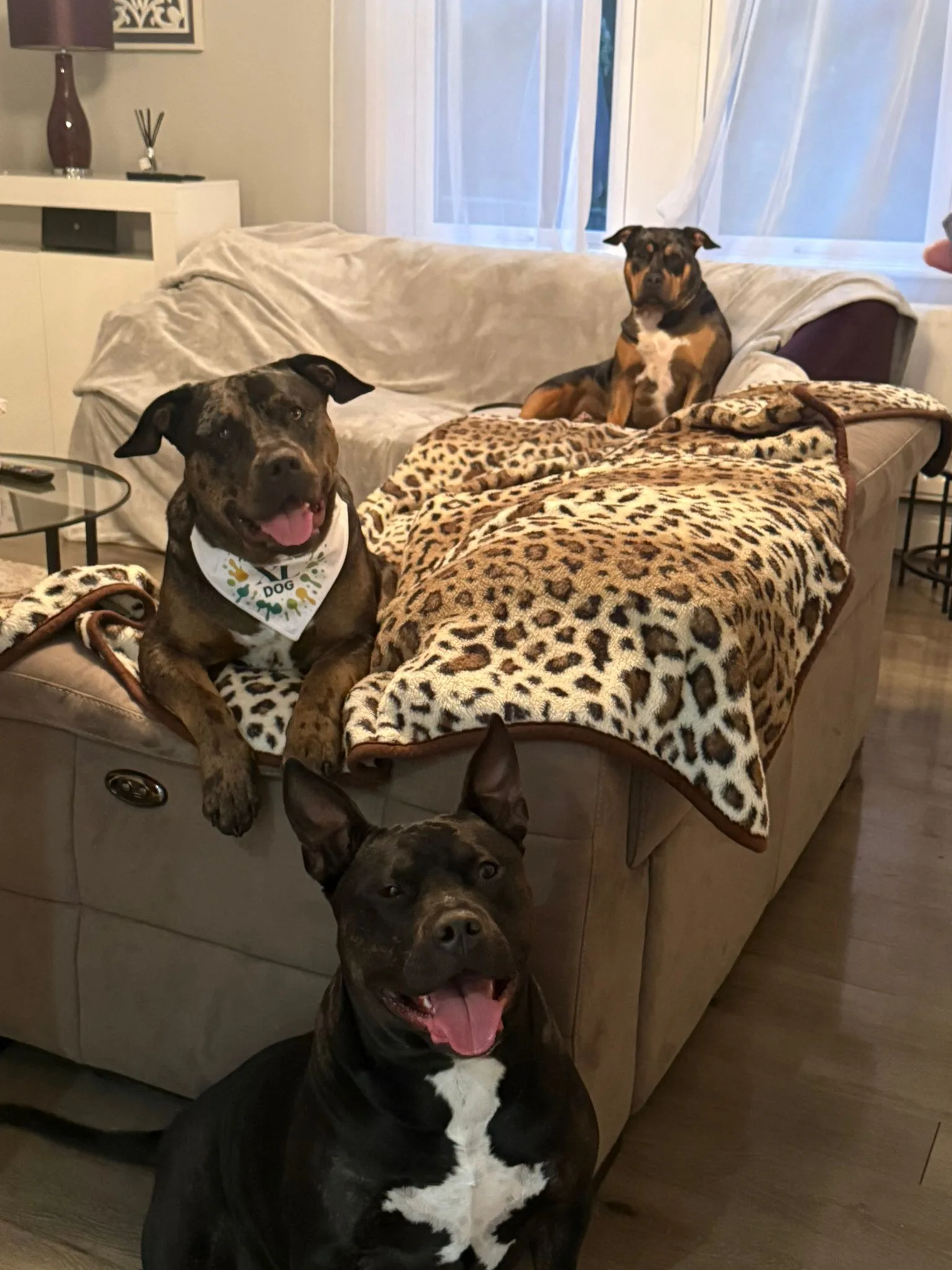 Dogs on furniture (with throws)