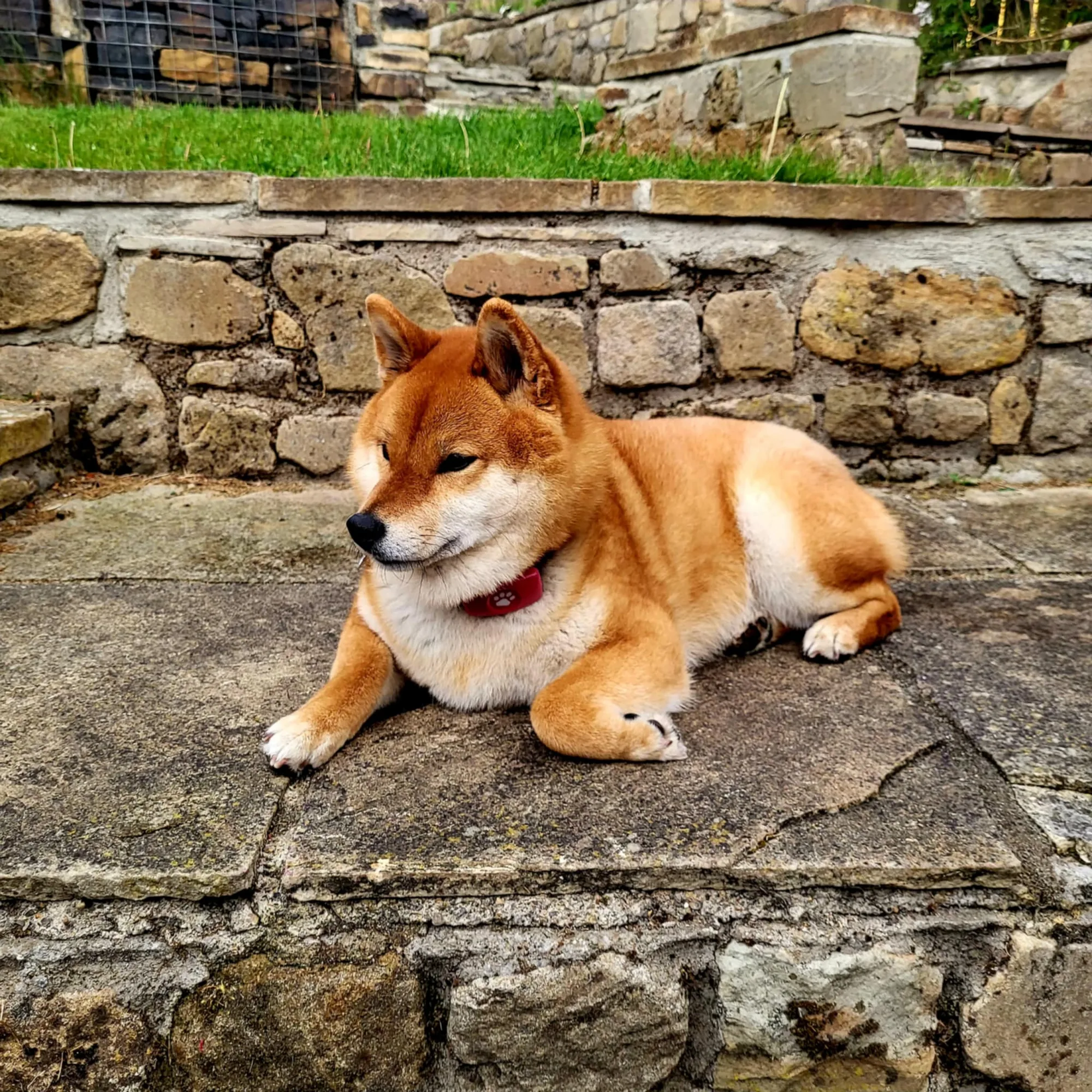 Dog friendly stay 16