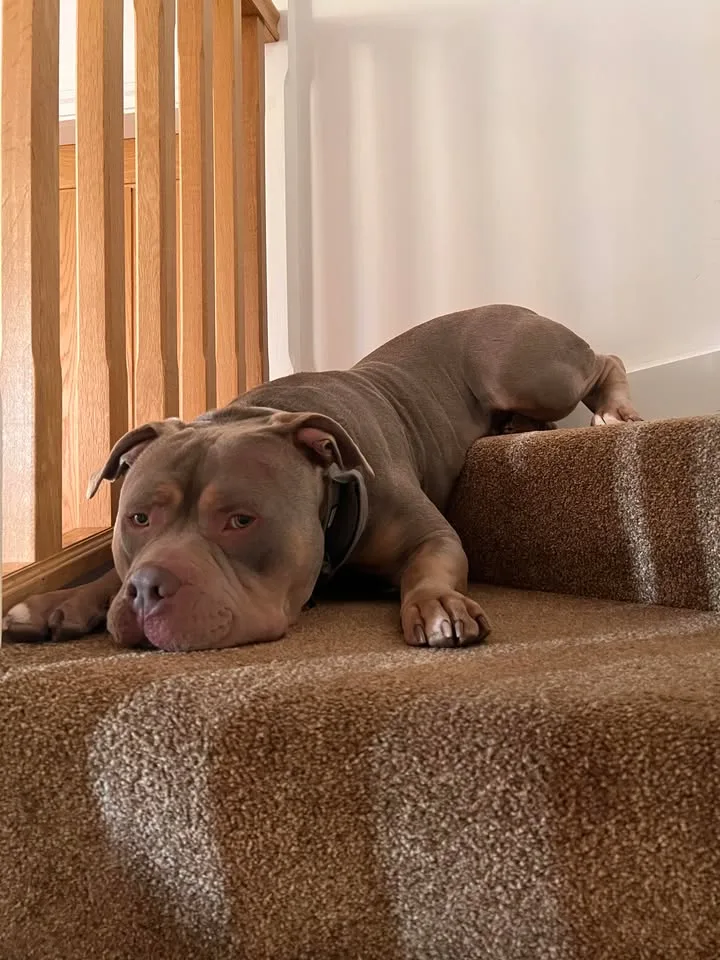 Dog friendly stay 15